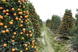 Ảnh: Làng quất cảnh Hải Phòng 'nóng' lên từng ngày